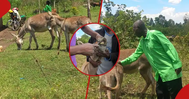 Polygamous Homa Bay man hails his donkeys over ability to recognise his 1st wife